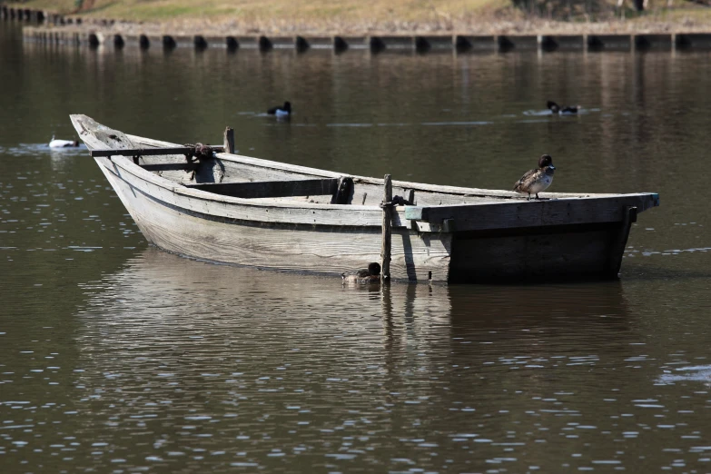 there are many birds sitting on the boat