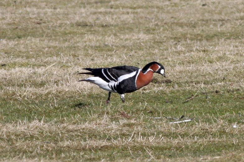 a large bird is standing on some grass