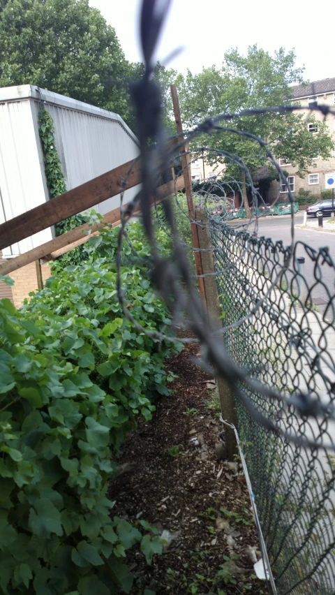 a fence with a plant growing through it