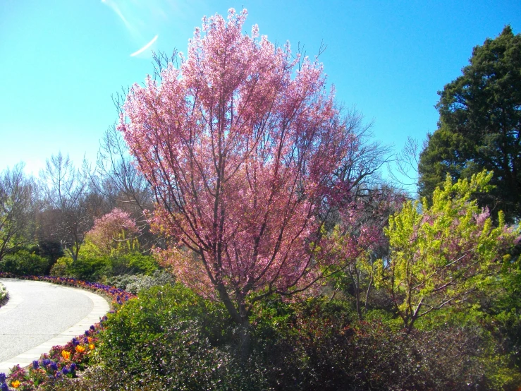 a blooming cherry tree in a park in the sunlight