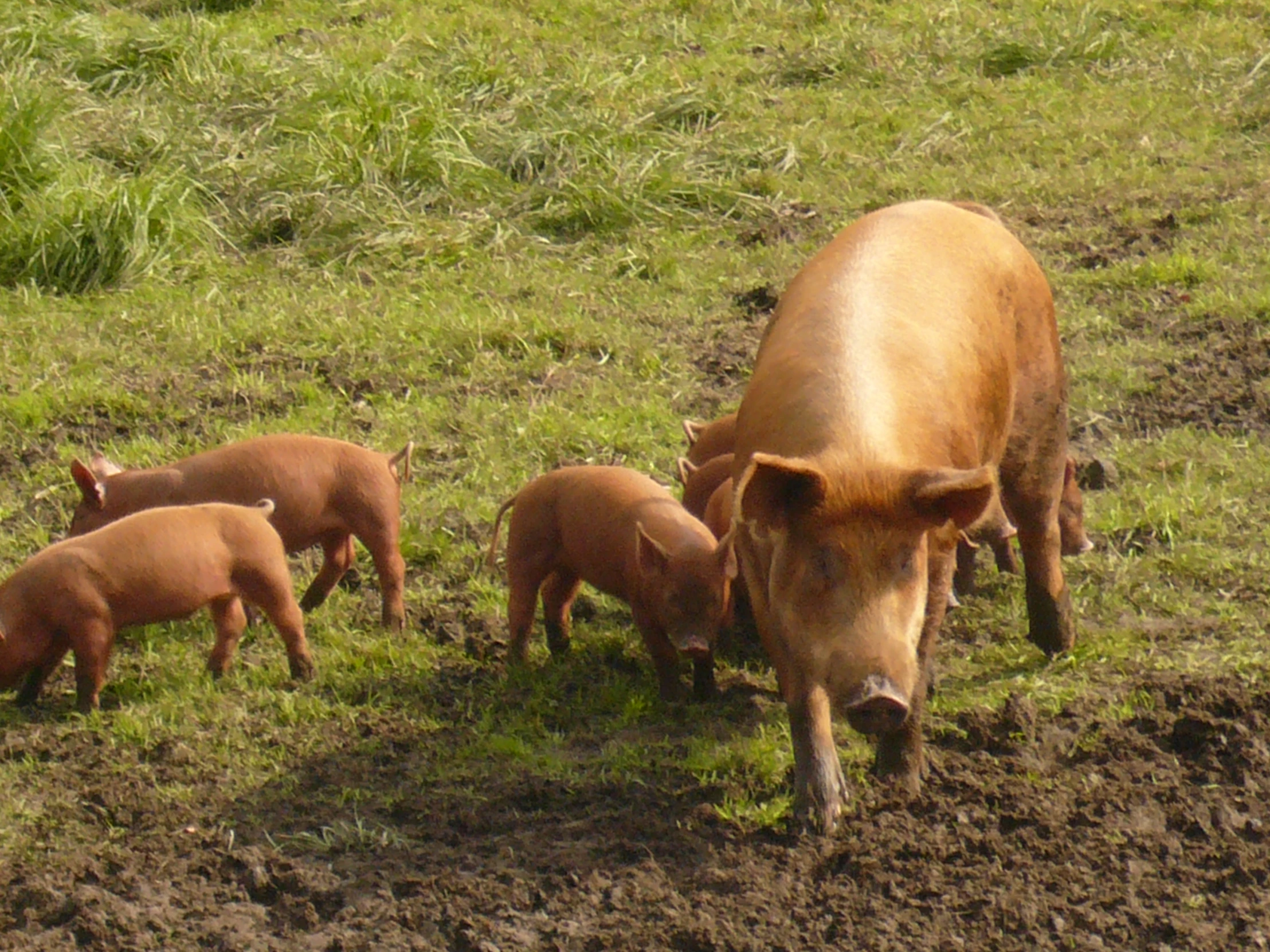 a couple of little pigs standing next to some baby pigs