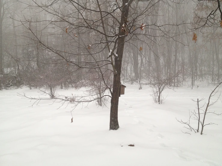 a tree is standing in the snow near a birdhouse