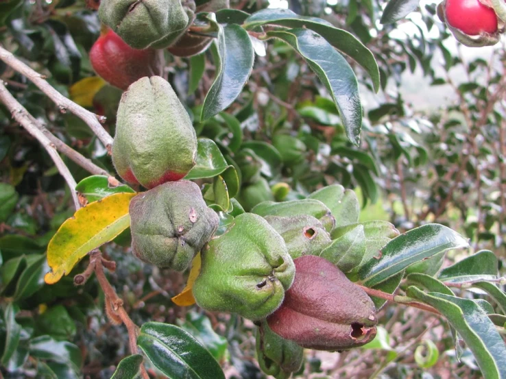 a tree filled with lots of fruit and leaves