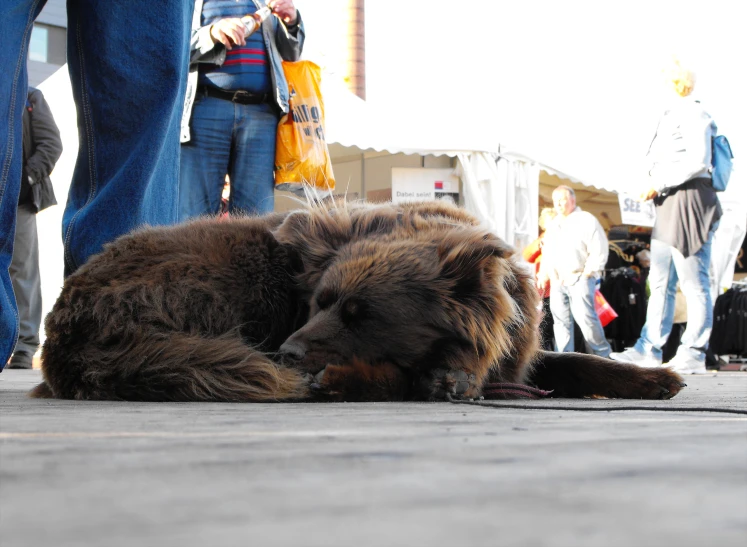 a brown bear laying on the ground in front of people