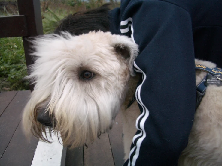 the white dog is biting into the arm of someone's jacket