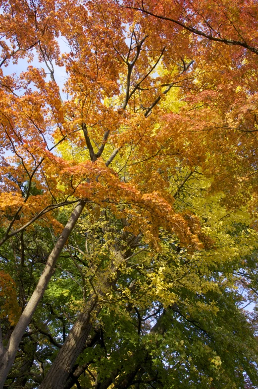 a bench next to many trees with bright leaves