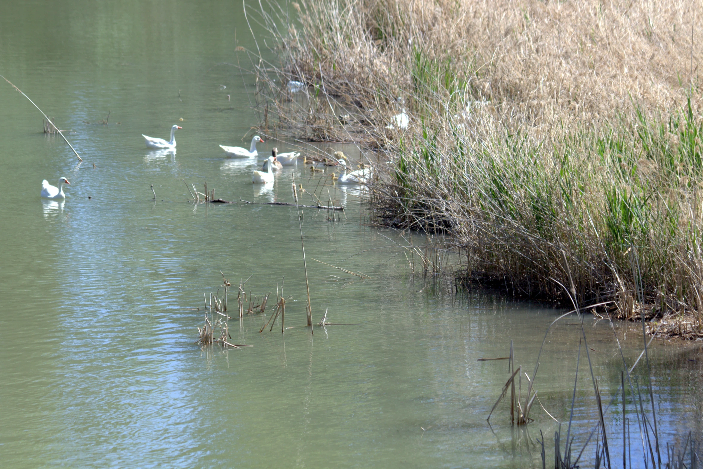 several ducks in the water near some brown grass