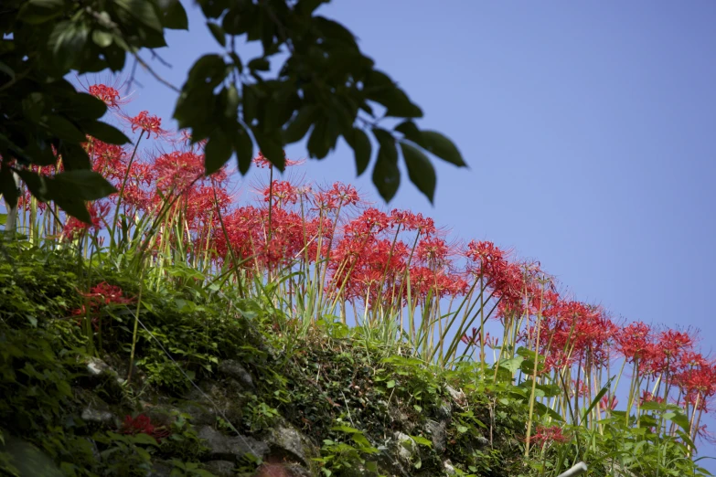 a hillside covered in red flowers with a clear sky behind it