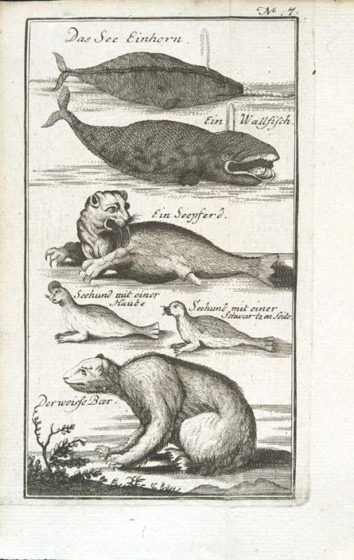 this is an old antique print of seal and sea lion