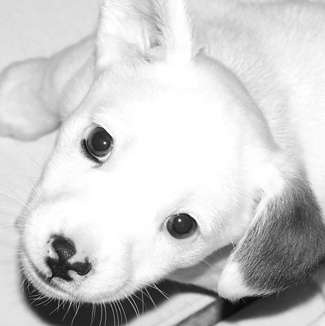 a white puppy with black circles on its eyes sits on a couch