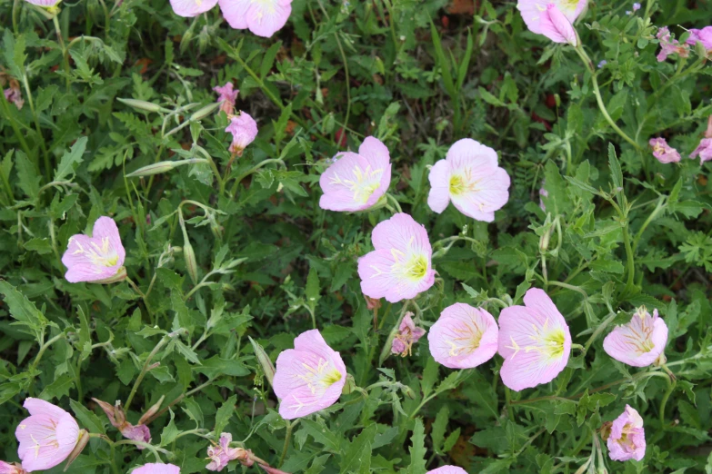 some pretty pink flowers growing in a patch of green grass