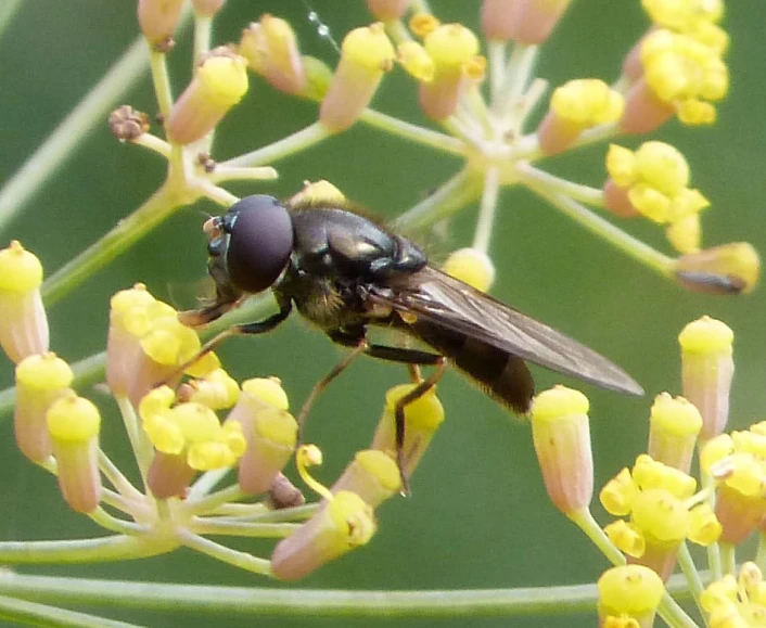 an insect is perched on a flower