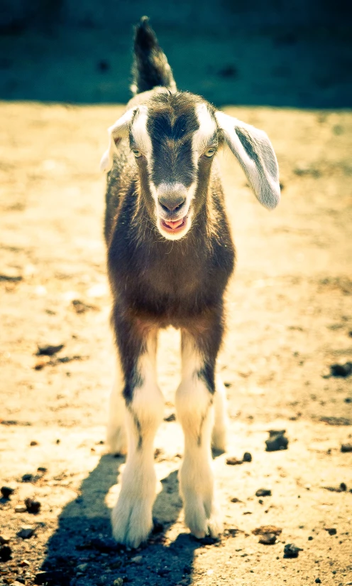 an animal with a large ears and a shaved back