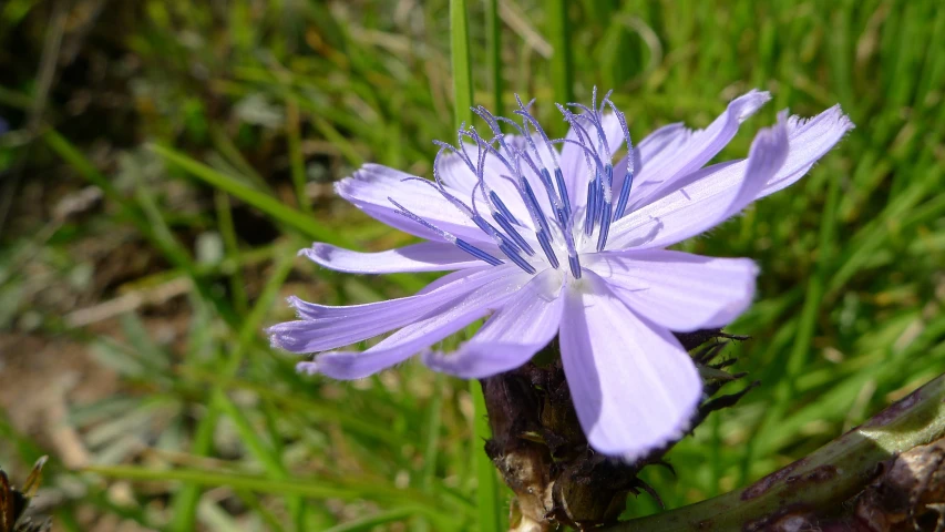 a purple flower with some green plants around it