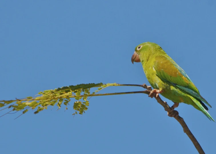 a bird perched on a nch of a green plant