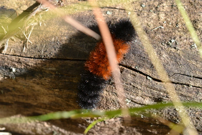 a close up of a tiny orange and black caterpillar