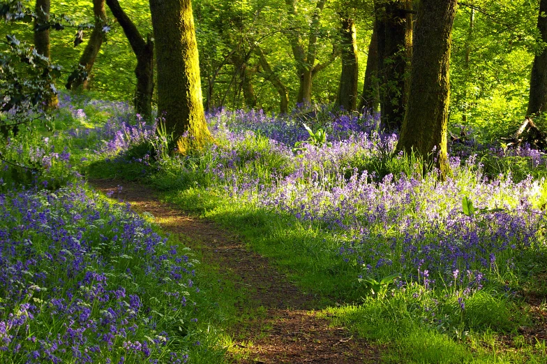 a small path that goes through some pretty purple flowers