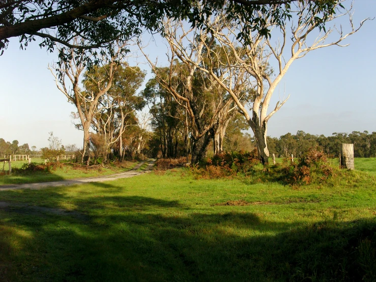 there is a road running through the trees in this country