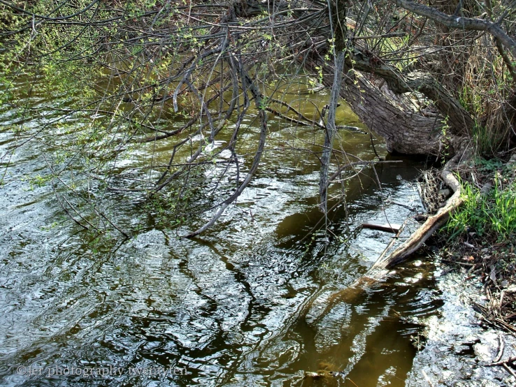 a tree laying upside down on top of a body of water