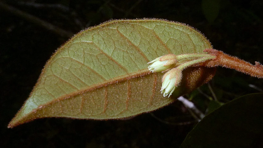 an open leaf of a plant with white flower