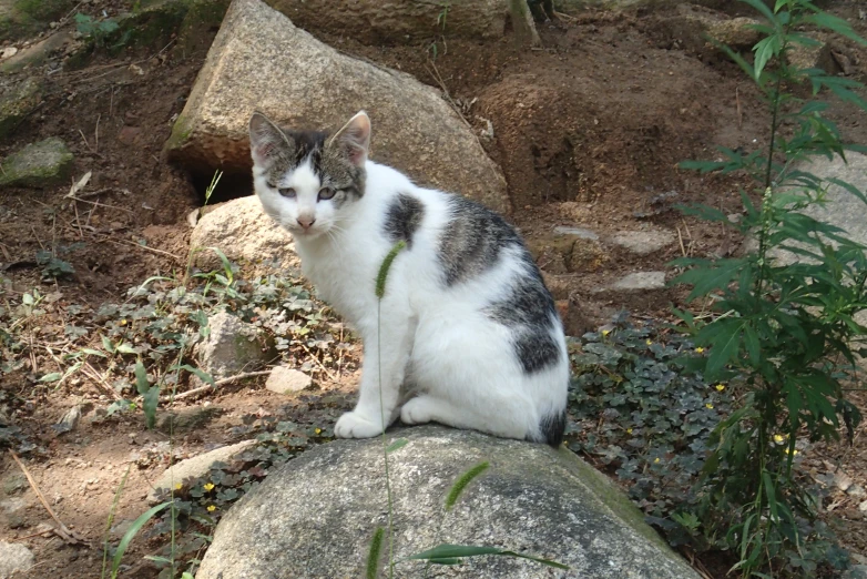 a cat is sitting on some rocks in the grass