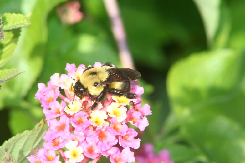 a small bee is on a purple and yellow flower