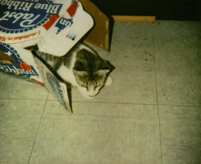 a cat is lying on the floor in a box