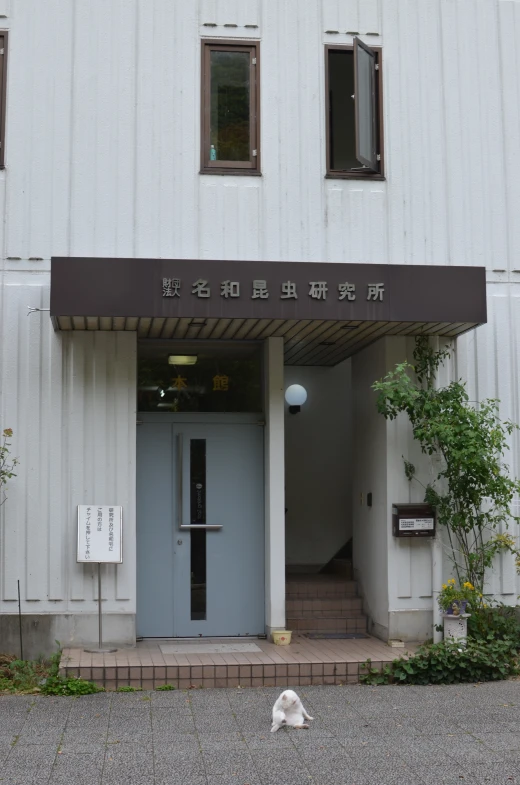 the white cat is sitting outside by the door of the building