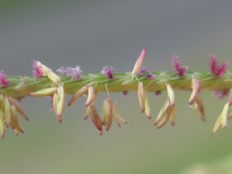 the small pink flowers and green leaves are growing