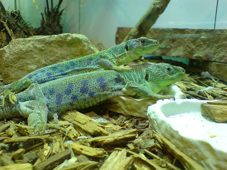 a close up view of a blue and green lizard