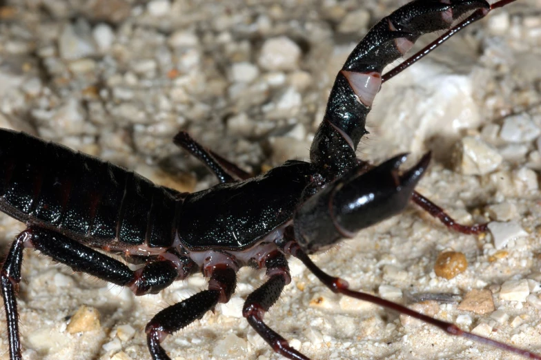 a large black bug standing on top of a rock covered ground