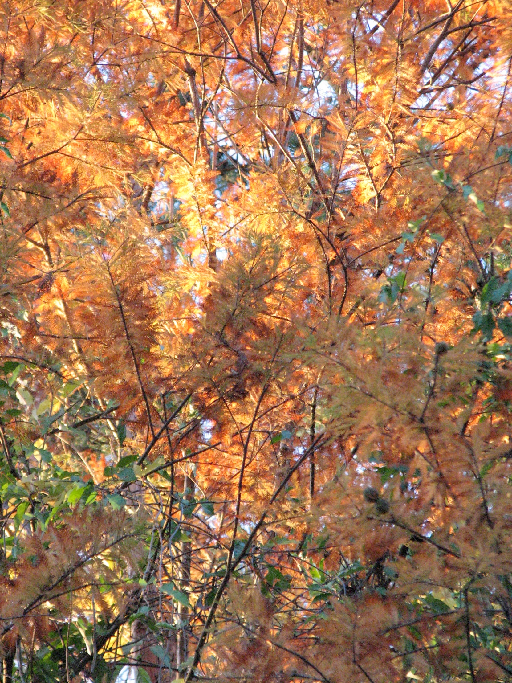 the top part of a tree with yellow leaves