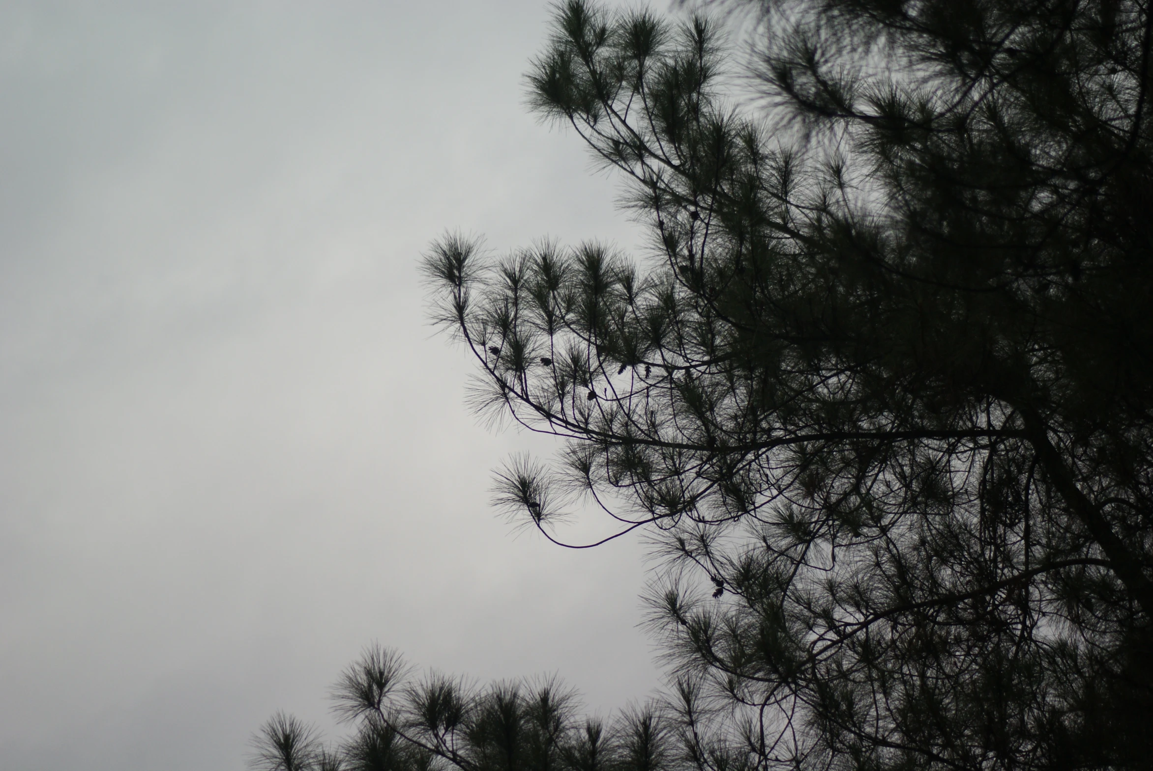 a very high view of the sky through some evergreens