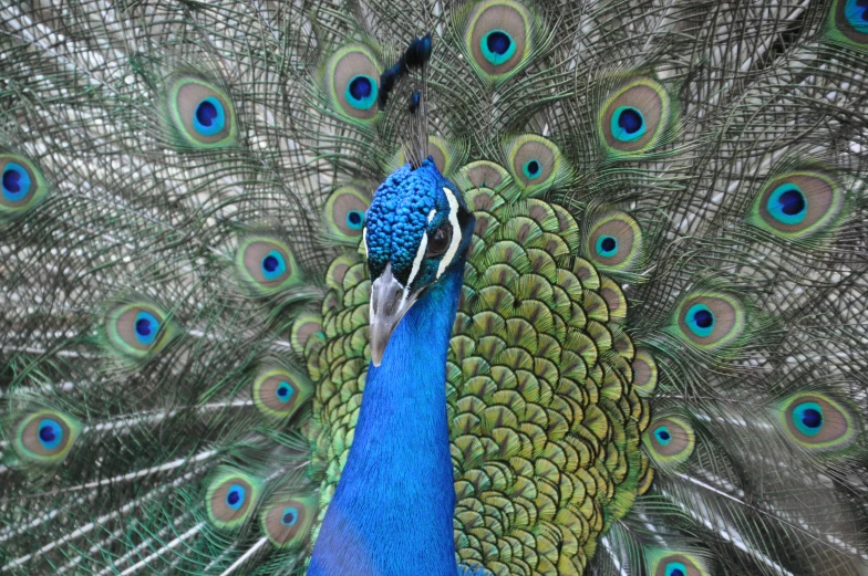 an image of a peacock with its feathers spread out