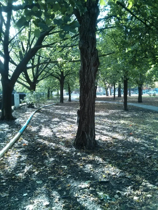 a park with a tree and benches with no leaves on the ground