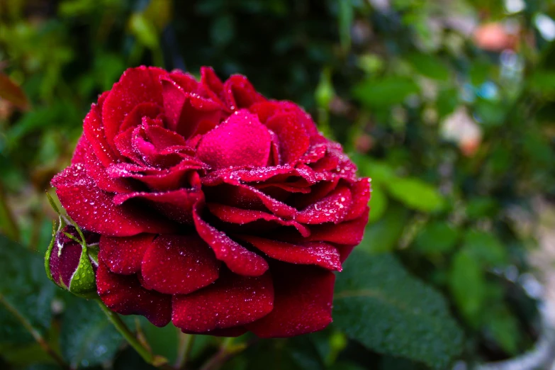 a flower that is red with water droplets on it