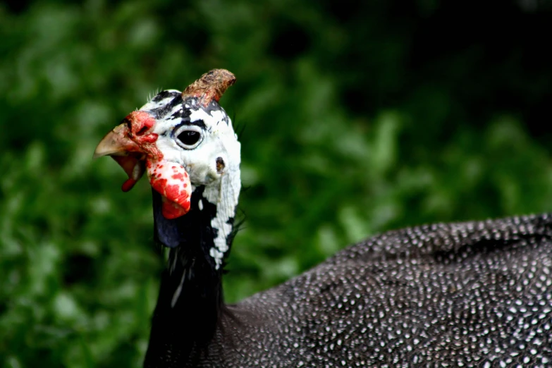 a close up of a chicken with it's mouth open