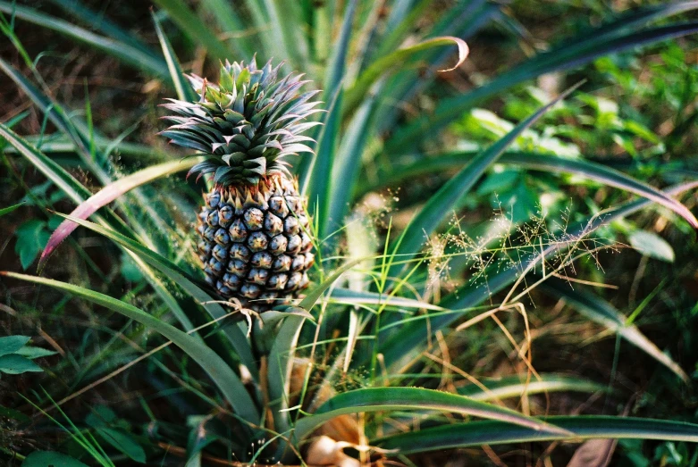 pineapple on the forest floor in the sunlight