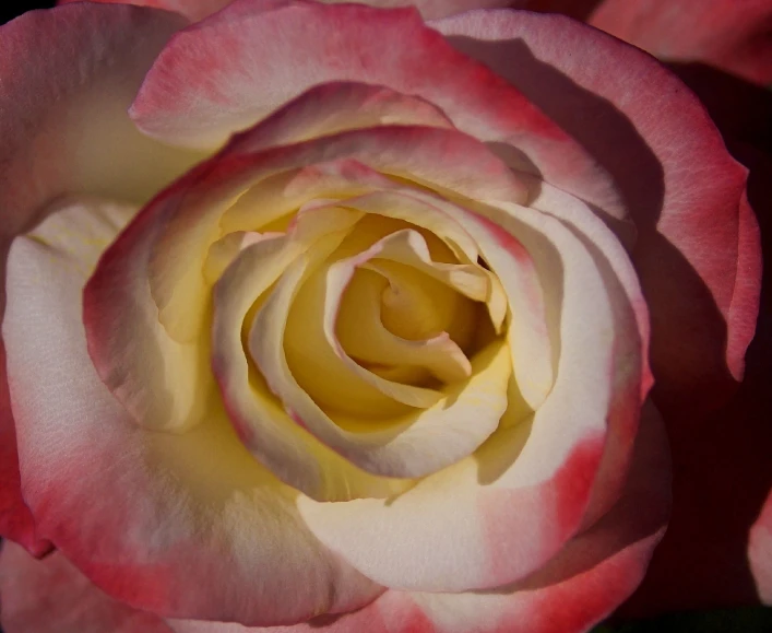 a closeup image of the petals of a pink and white rose