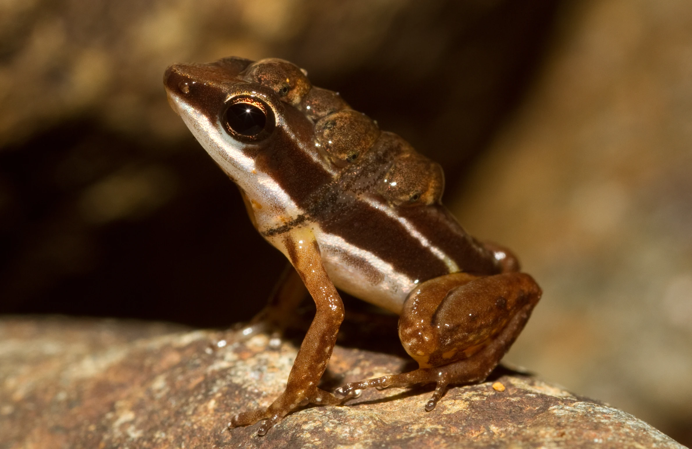 there is a frog sitting on a rock