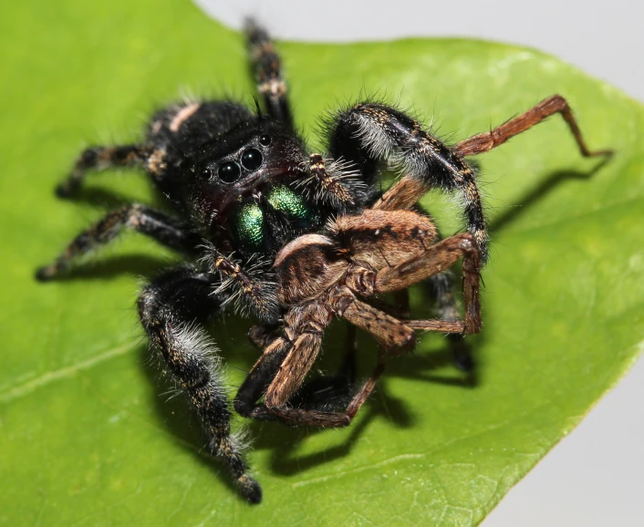 a large brown spider sitting on a green leaf