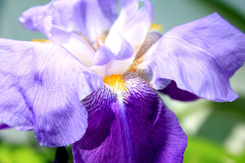 a close up view of a purple and white flower