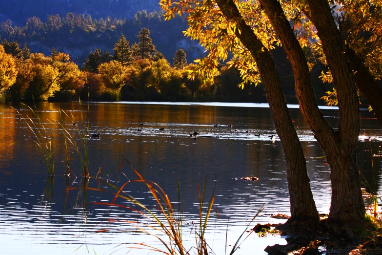 trees and shrubs are surrounding the lake in the sun