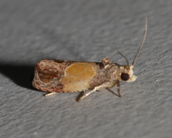 a yellow brown and white insect is on the ground