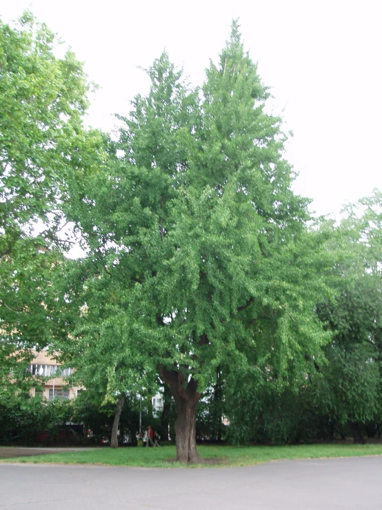 a bench sits under a large tree on the corner of the road