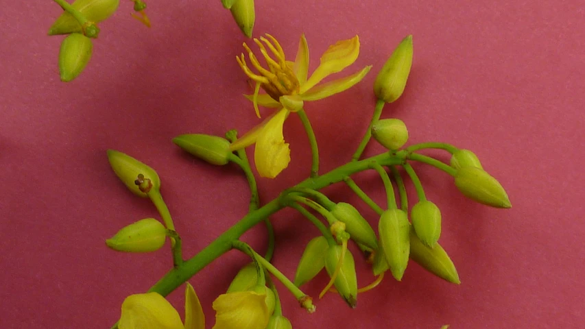 yellow flowers are hanging from the stems of buds