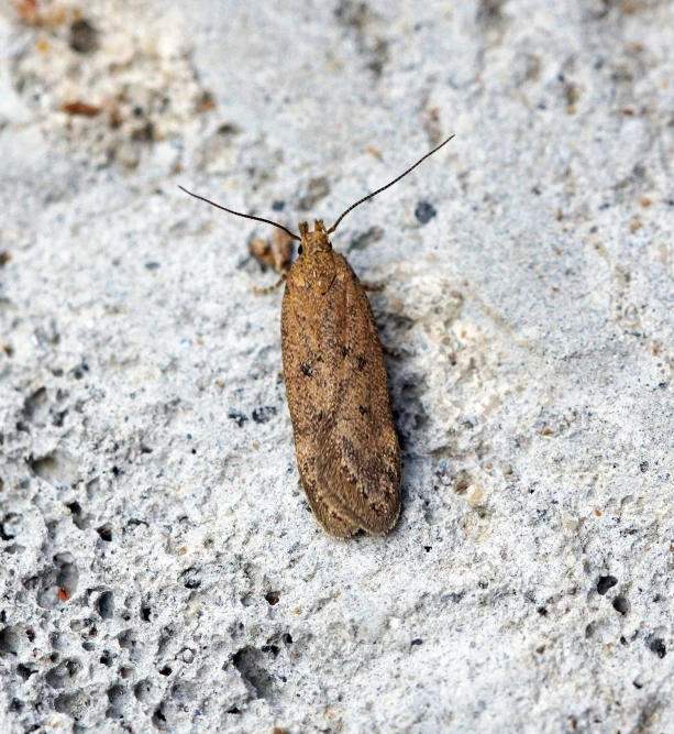 a brown insect sits on the sand