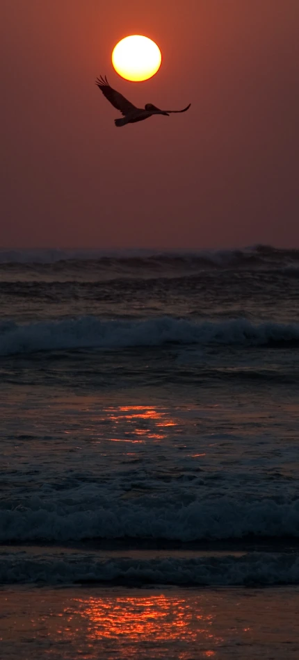 an eagle is flying over the ocean in the sunset