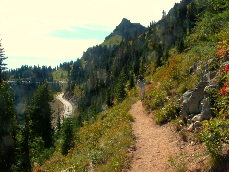 a dirt path with trees on each side and a mountain in the background