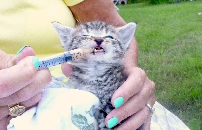 a small kitten has a sy in its mouth
